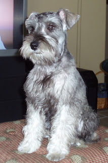 Just the Two of Us: Peyton's First Schnauzer Haircut